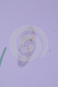 Paramecium caudatum is a genus of unicellular ciliated protozoan and Bacterium.