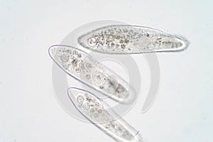 Paramecium caudatum is a genus of unicellular ciliated protozoan photo