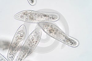 Paramecium caudatum is a genus of unicellular ciliated protozoan photo
