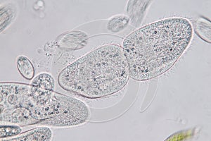 Paramecium caudatum is a genus of unicellular ciliated protozoan and Bacterium. photo