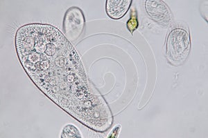 Paramecium caudatum is a genus of unicellular ciliated protozoan under the microscope. photo