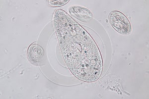 Paramecium caudatum is a genus of unicellular ciliated protozoan under the microscope. photo