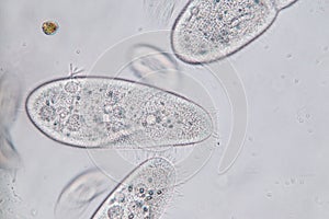 Paramecium caudatum is a genus of unicellular ciliated protozoan and Bacterium. photo