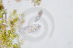 Paramecium caudatum is a genus of unicellular ciliated protozoan photo