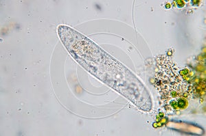 Paramecium caudatum is a genus of unicellular ciliated protozoan photo