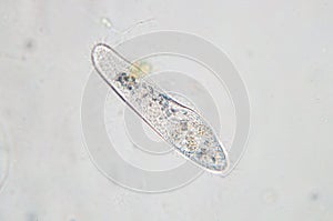 Paramecium caudatum is a genus of unicellular ciliated protozoan photo