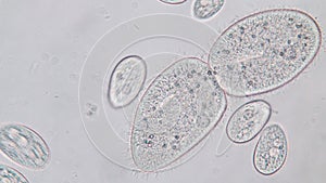 Paramecium caudatum is a genus of unicellular ciliated protozoan under the microscope.