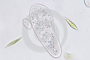 Paramecium caudatum is a genus of unicellular ciliated protozoan under the microscope. photo