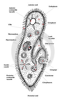 Paramecium caudatum hand drawn vector