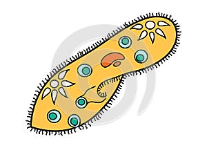 Paramecium Caudatum proteus science icon with nucleus, vacuole, contractile. Biology education laboratory cartoon photo