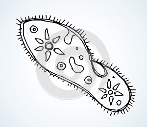 Paramecium caudatum. Vector drawing icon