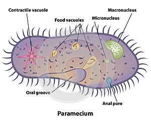 Paramecium Cell Structures and Anatomy photo