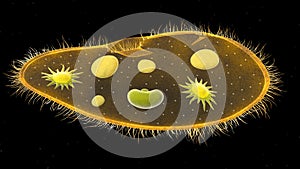 Paramecium protozoa 3d illustration. Euglena Viridis proteus