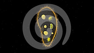 Paramecium protozoa 3d illustration. Euglena Viridis proteus