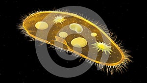 Paramecium protozoa 3d illustration. Euglena Viridis proteus