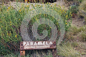 Paramela Adesmia boroniodes at Laguna Nimez, a wildlife reserve at El Calafate in Patagonia, Argentina