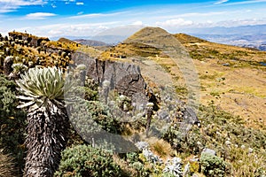 Paramo de Oceta Espeletia Frailejones Mongui Boyaca Colombia