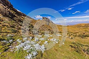 Paramo de Oceta Espeletia Frailejones Mongui Boyaca Colombia