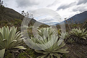 Paramo landscape near Merida with clouds, Venezuela