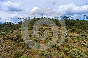 Paramo with Trees and Plants Around with Mountain Views photo