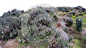 Paramo vegetation in Antisana Ecological Reserve