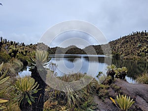 Paramos of Colombia photo