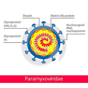 Paramyxoviridae. Classification of viruses.