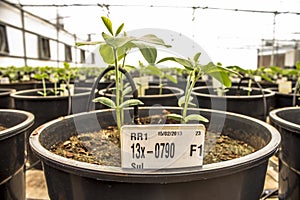 Embrapa soybean greenhouse