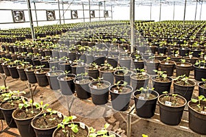 Embrapa soybean greenhouse