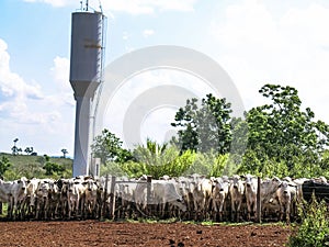 A group of cattle in confinement