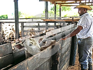 Worker observe a group of cattle in confinement