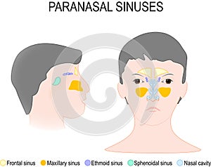 Paranasal Sinus and Nasal Cavity photo