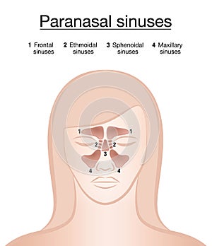 Paranasal Sinuses Female Face photo
