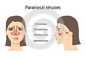 Paranasal sinuses. Frontal, ethmoidal, sphenoidal, and maxillary sinuses. Anterior and lateral view. Isolated vector illustration