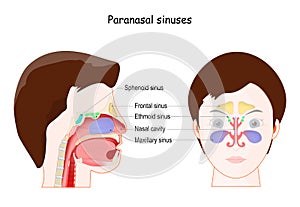 Paranasal sinuses. frontal view and Lateral projection