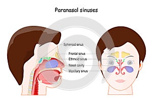 Paranasal sinuses. frontal view and Lateral projection photo