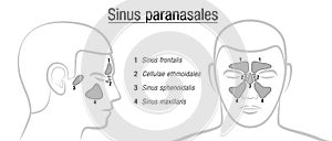 Paranasal Sinuses Latin Terms photo