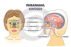 Paranasal sinuses location and nasal cavity structure anatomy outline diagram photo