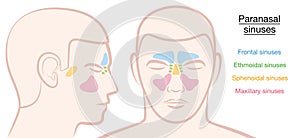 Paranasal Sinuses Male Face