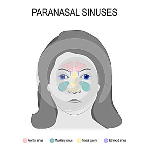 Paranasal sinuses photo