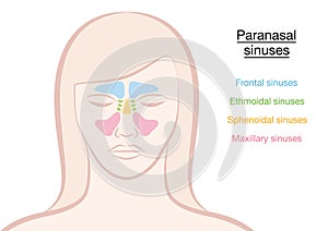 Paranasal Sinuses Woman photo