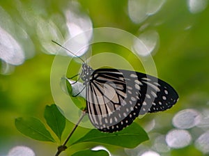 Parantica aglea butterfly brenched on leaf with bokeh background