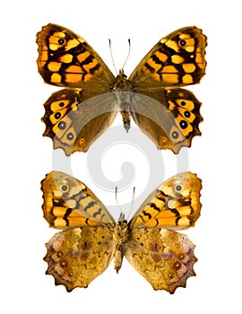 Pararge aegeria aegeria butterfly