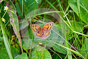 Pararge aegeria butterfly with spread wings