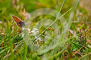 Pararge aegeria butterfly on white flowers front view