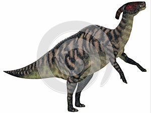 Parasaurolophus Striped on White