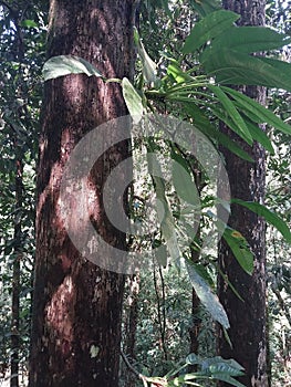 Parasit plant climbing the host tree photo