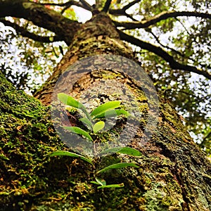 Parasit plants on tree