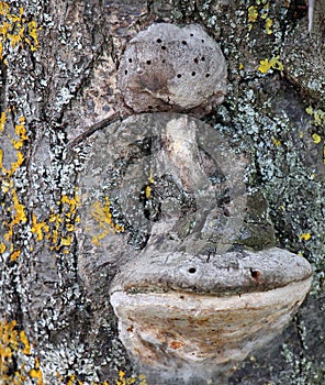 parasit on a tree photo