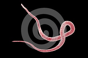 Parasite Ascaris lumbricoides